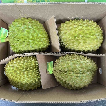 菲律宾黄金普雅榴莲新鲜进口水果小箱3-5头