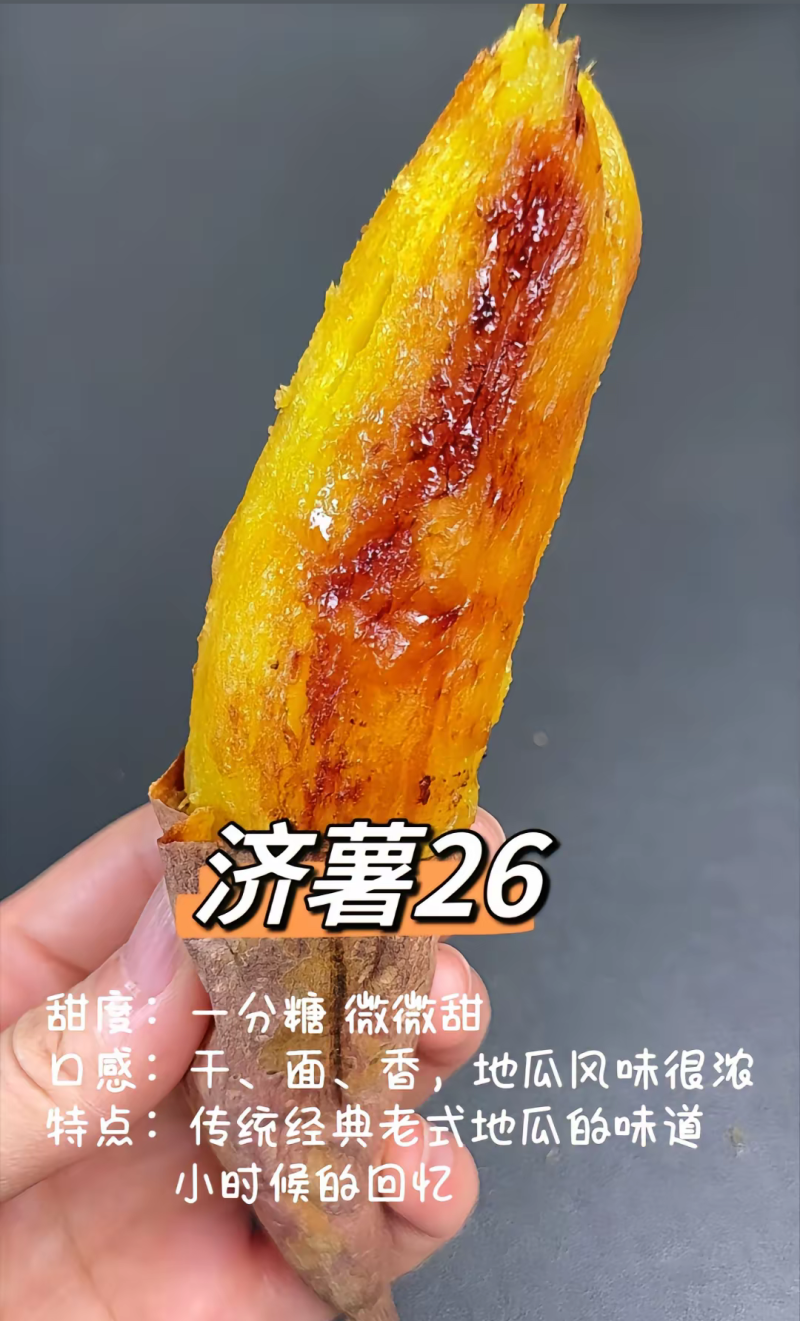 精品板栗薯济薯26产地直供大量有货，供超市批发市场超市