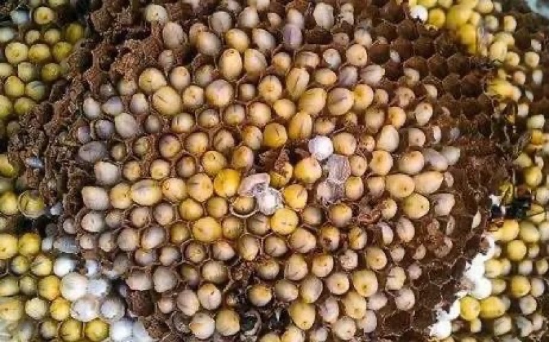 精品蜂巢蜂盘品质保证量大从优价格美丽