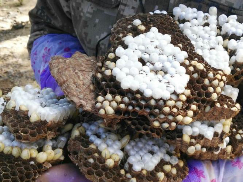 精品蜂巢蜂盘品质保证量大从优价格美丽