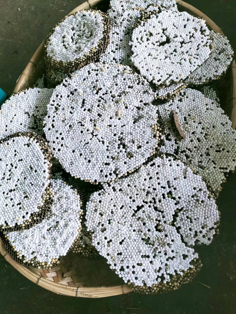 精品蜂巢蜂盘品质保证量大从优价格美丽