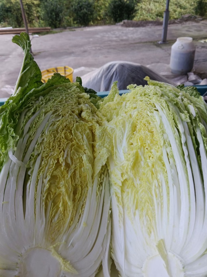 玲珑黄心菜，基地一手货源支持商超，量大批发，一站式服务，