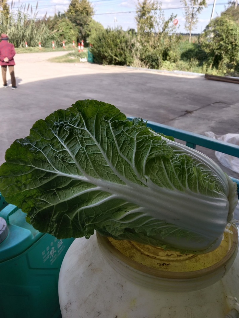 玲珑黄心菜，基地一手货源支持商超，量大批发，一站式服务，