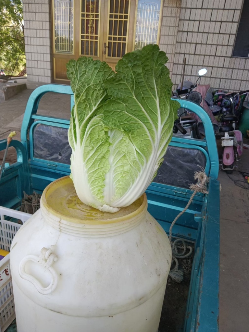 玲珑黄心菜，基地一手货源支持商超，量大批发，一站式服务，