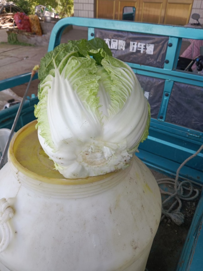 玲珑黄心菜，基地一手货源支持商超，量大批发，一站式服务，