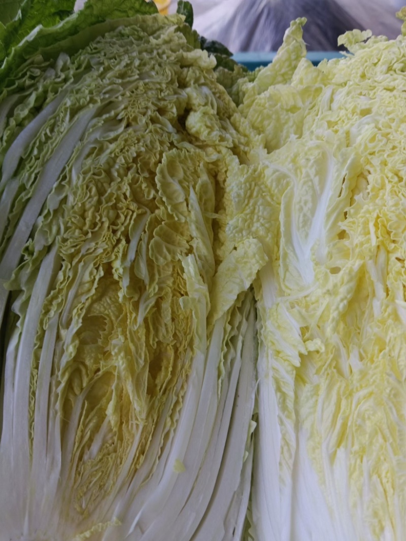 玲珑黄心菜，基地一手货源支持商超，量大批发，一站式服务，