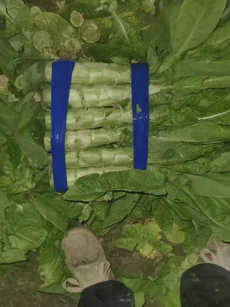 万亩红叶香莴苣大量供应，保质保量，代发代办