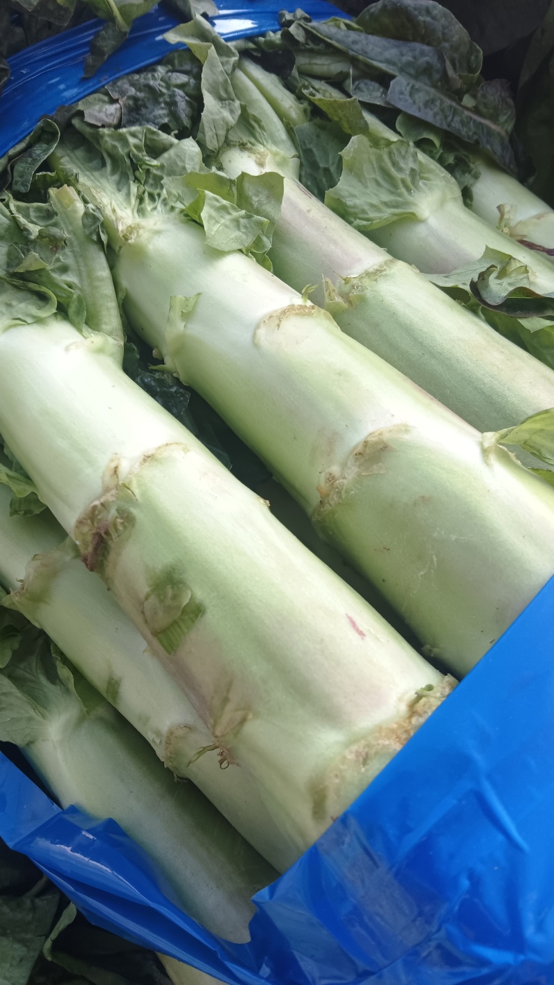 万亩红叶香莴苣大量供应，保质保量，代发代办