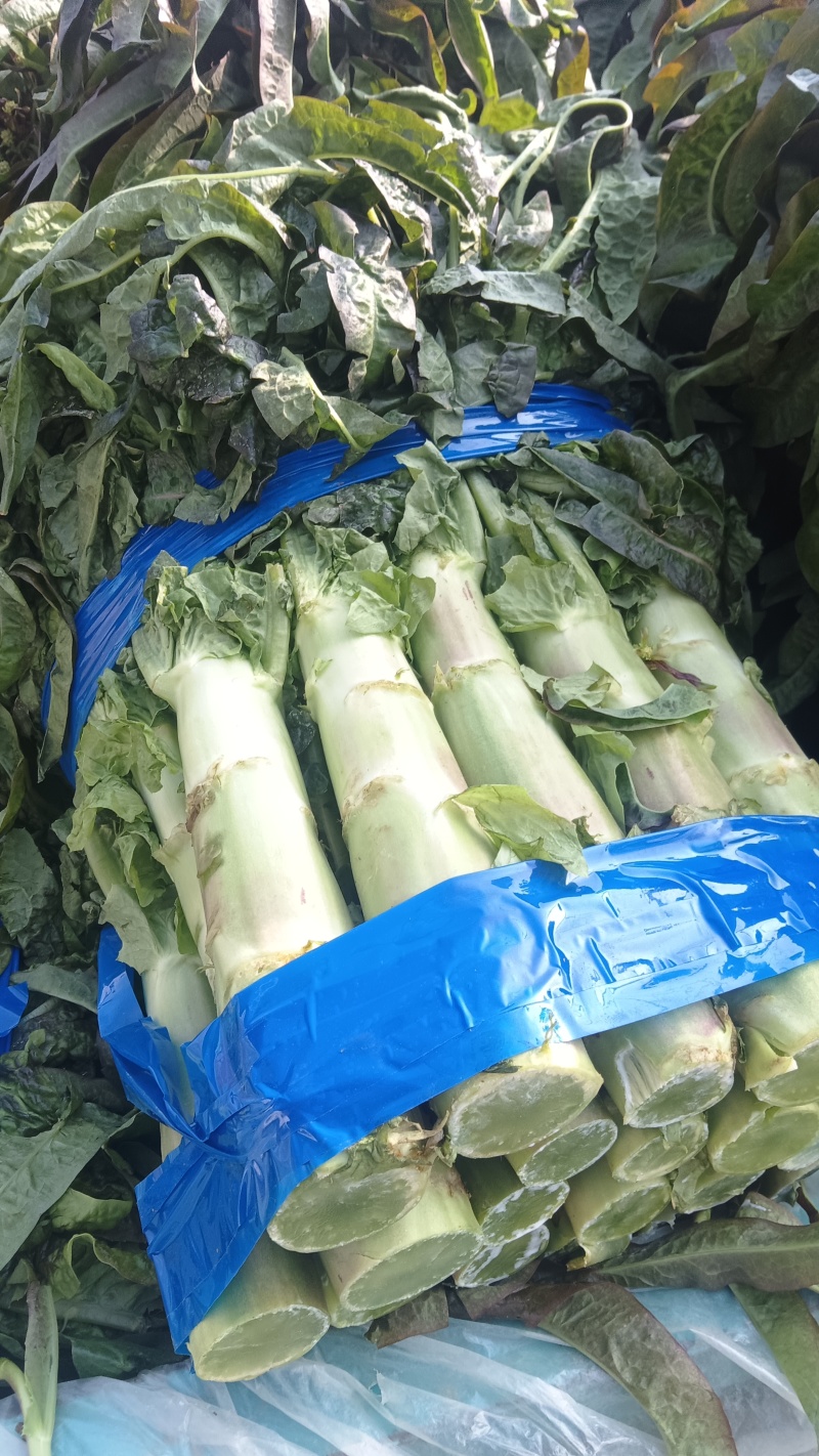 万亩红叶香莴苣大量供应，保质保量，代发代办