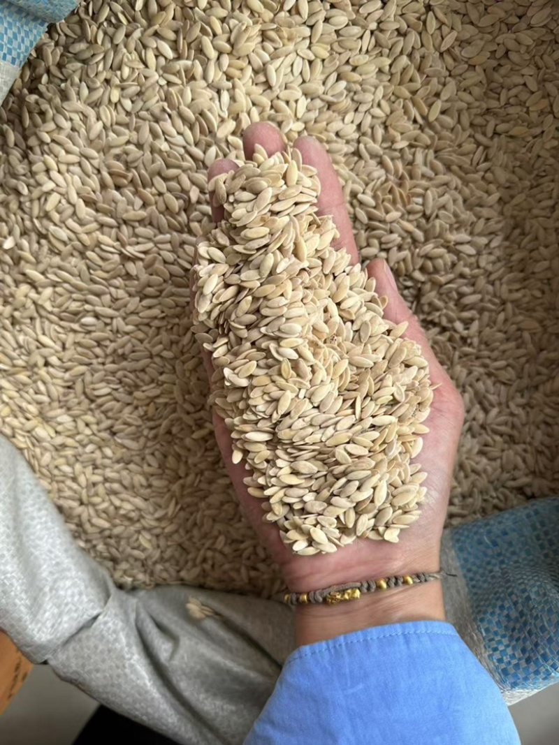 黄瓜籽黄瓜子炒黄瓜籽实拍干净无臭味