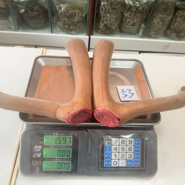 长白山产地鹿场直发，鲜鹿茸，鲜鹿茸片，现货批发