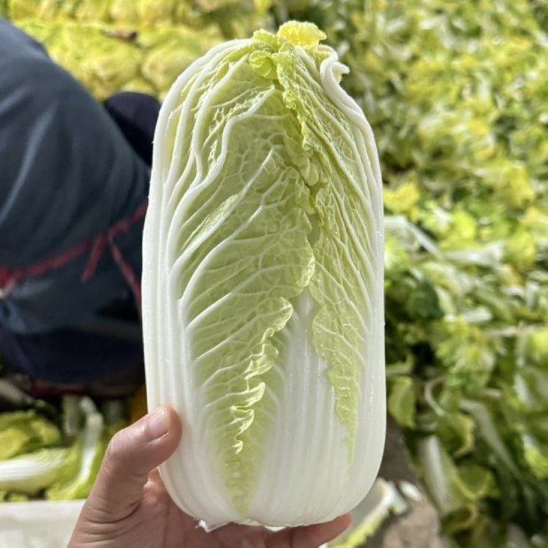 黄心大娃娃菜精品娃娃菜保质保量支持视频看货欢迎订购