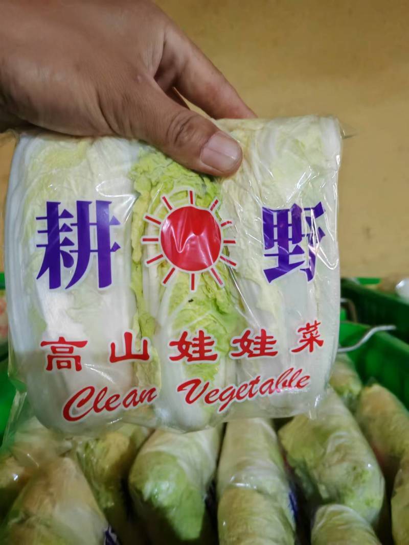 黄心大娃娃菜精品娃娃菜保质保量支持视频看货欢迎订购