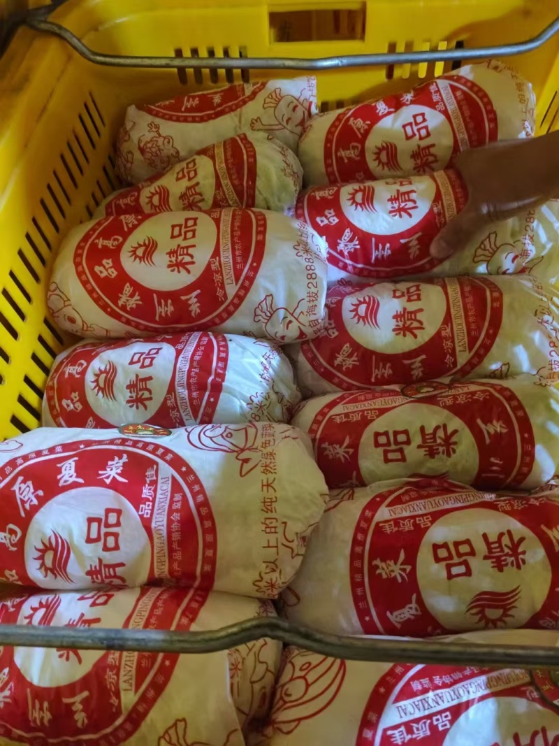 黄心大娃娃菜精品娃娃菜保质保量支持视频看货欢迎订购