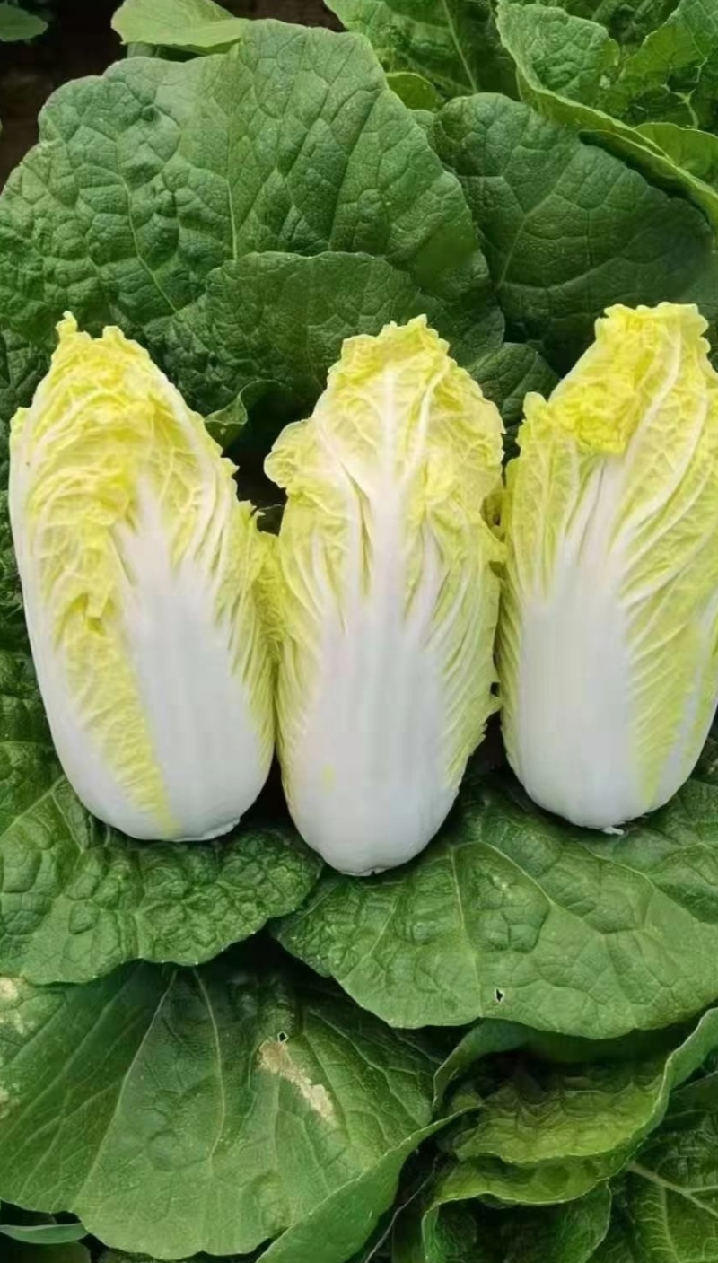 黄心大娃娃菜精品娃娃菜保质保量支持视频看货欢迎订购