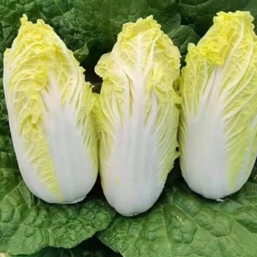 湖北襄阳娃娃菜小娃娃菜黄心娃娃菜保质保量支持视频看货代发