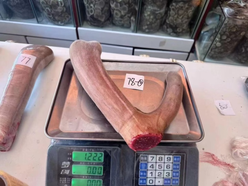 长白山产地鹿场直发，鲜鹿茸，鲜鹿茸片，现货批发