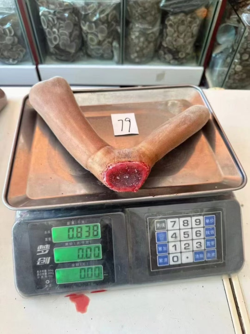 长白山产地鹿场直发，鲜鹿茸，鲜鹿茸片，现货批发