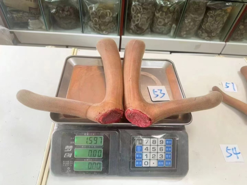 长白山产地鹿场直发，鲜鹿茸，鲜鹿茸片，现货批发