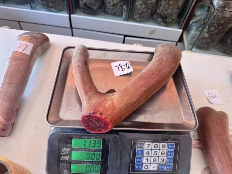 长白山产地鹿场直发，鲜鹿茸，鲜鹿茸片，现货批发