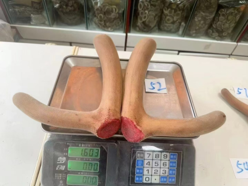 长白山产地鹿场直发，鲜鹿茸，鲜鹿茸片，现货批发