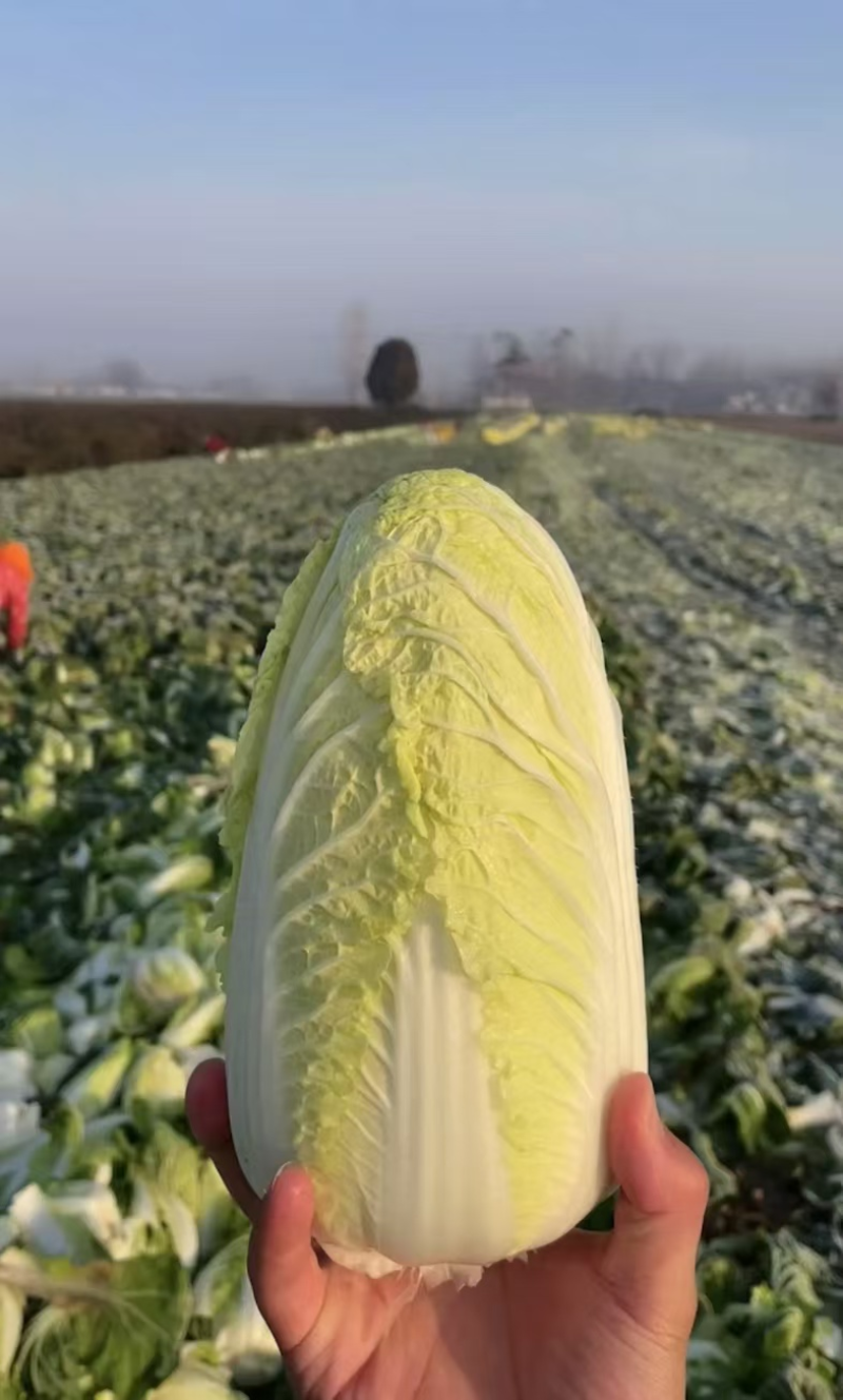 湖北襄阳娃娃菜小娃娃菜黄心娃娃菜保质保量支持视频看货代发