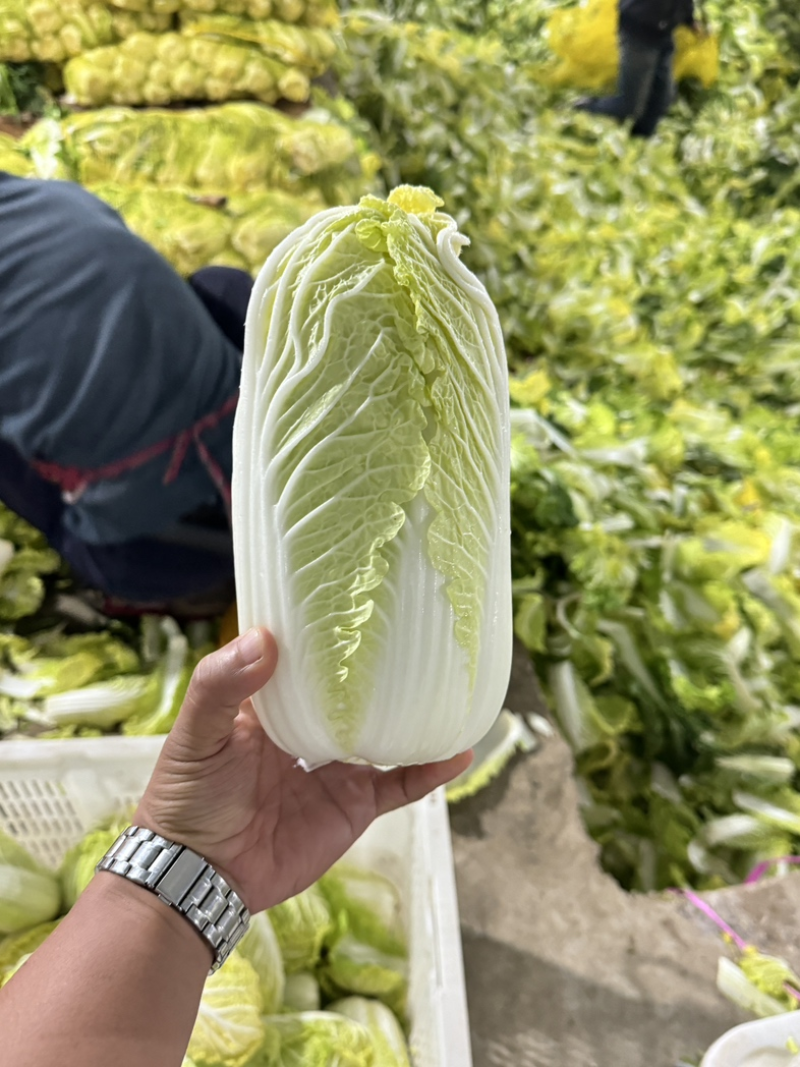 湖北襄阳娃娃菜小娃娃菜黄心娃娃菜保质保量支持视频看货代发