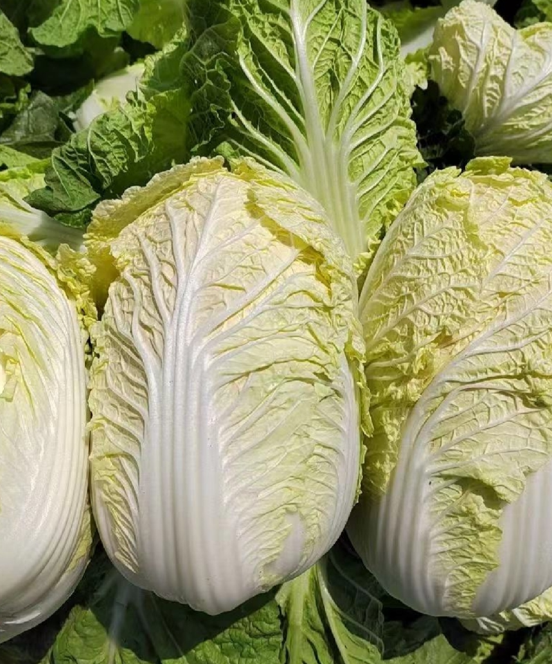 湖北襄阳娃娃菜小娃娃菜黄心娃娃菜保质保量支持视频看货代发