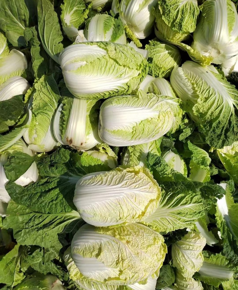 湖北襄阳娃娃菜小娃娃菜黄心娃娃菜保质保量支持视频看货代发