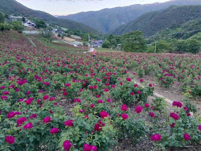 滇红重瓣玫瑰鲜花瓣（冻花）