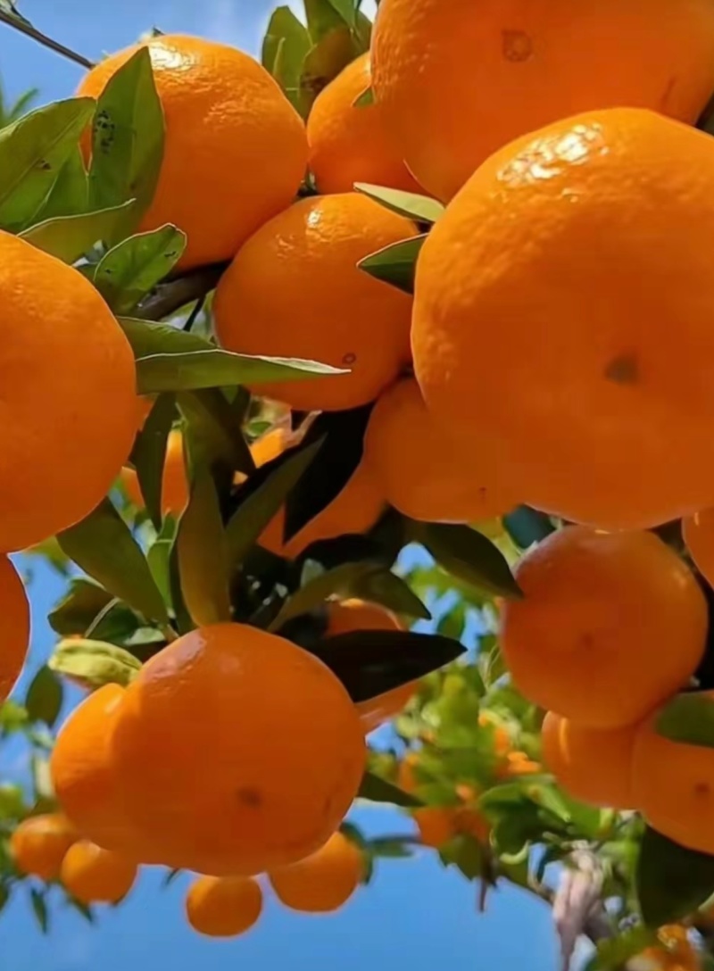 柑桔口感香甜细腻无渣果型扁光滑看园订货质量三包