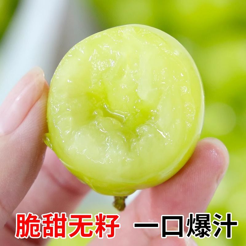 【热卖】阳光玫瑰精品葡萄现货大量供应对接各地客商诚信经营