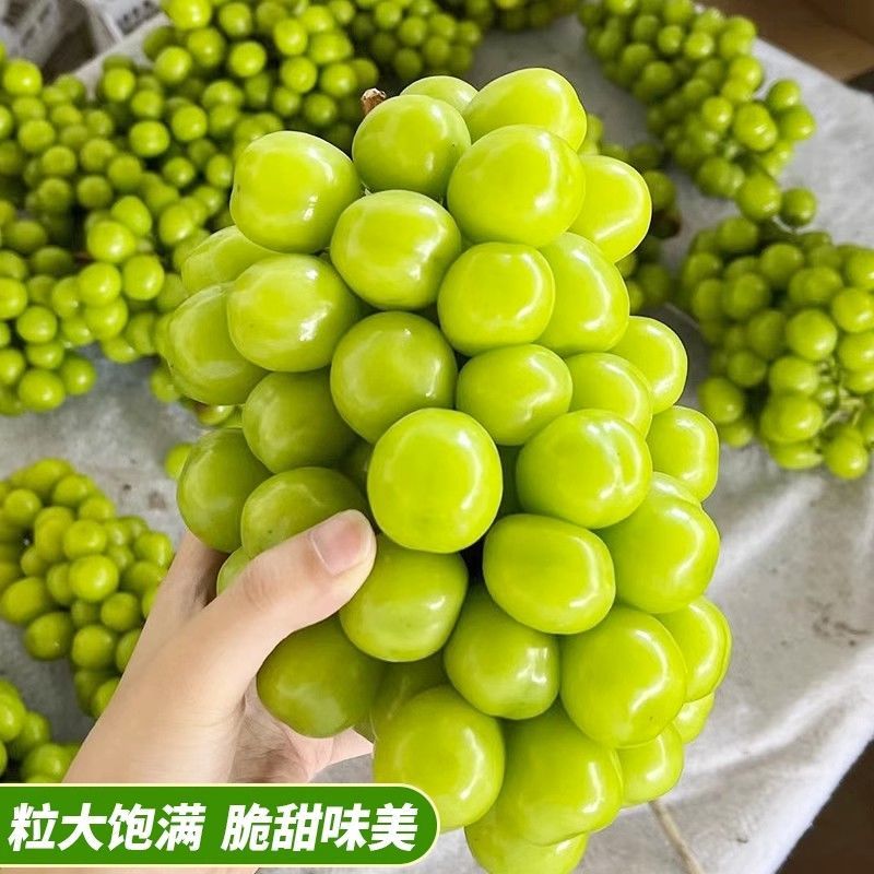 【热卖】阳光玫瑰精品葡萄现货大量供应对接各地客商诚信经营