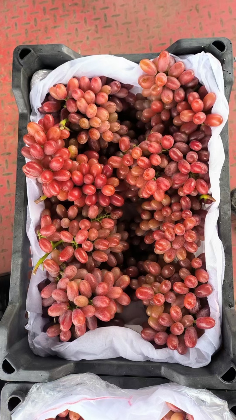 【热卖】克伦生葡萄精品葡萄大量供应价格合适对接电商市场