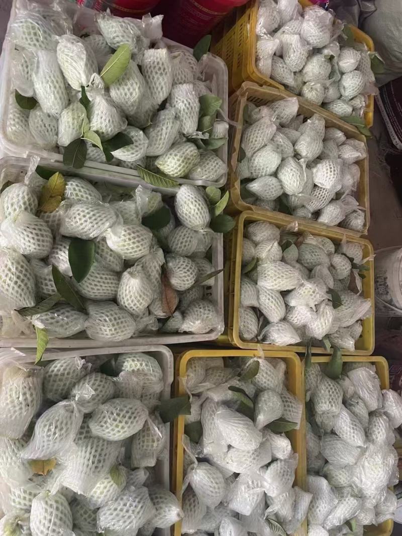 阳春珍珠番石榴品质保证对接各大市场商超电商团购