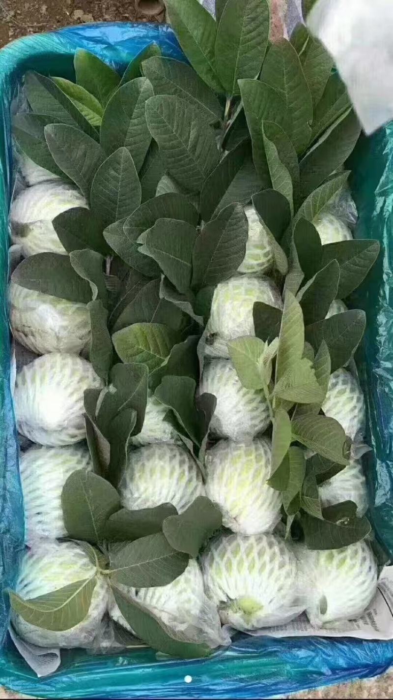 阳春珍珠番石榴品质保证对接各大市场商超电商团购