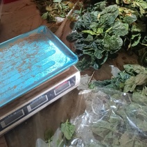 趴地小菠菜