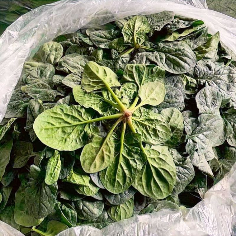 趴地小菠菜