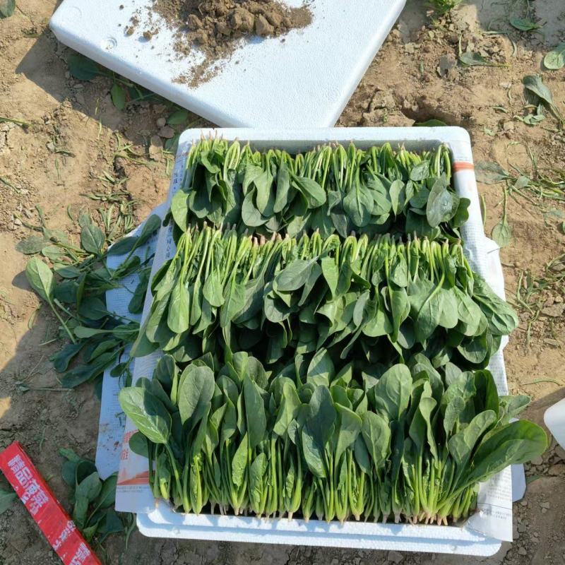 山东金乡精品菠菜大量上市！品质好，价格不高！