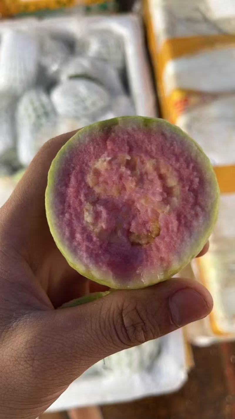 阳春红心芭乐上市产地直发一手货源品质保证欢迎来电谈
