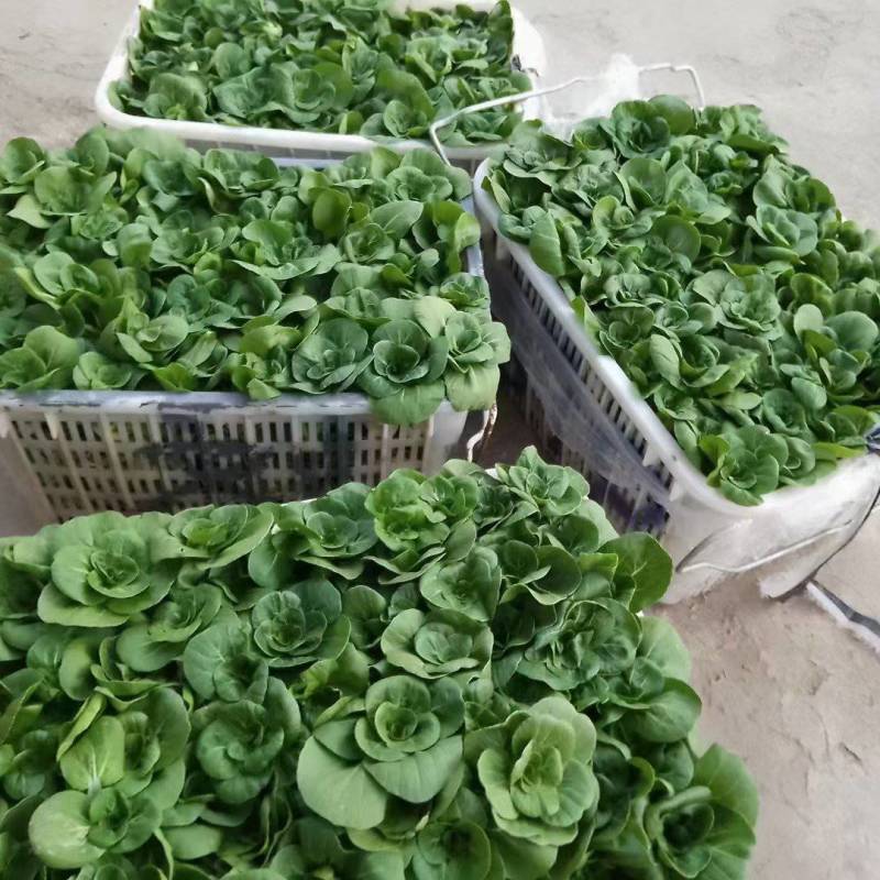湖北江夏基地红菜苔大量有货？欢迎全国客户订单！