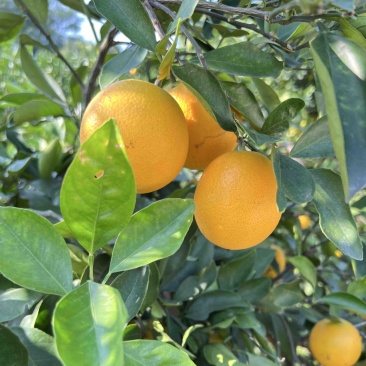 自产自销🍊