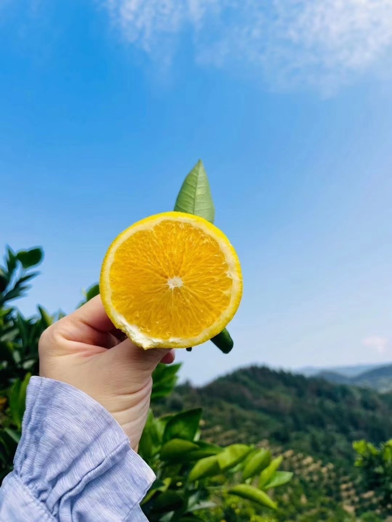 自产自销🍊