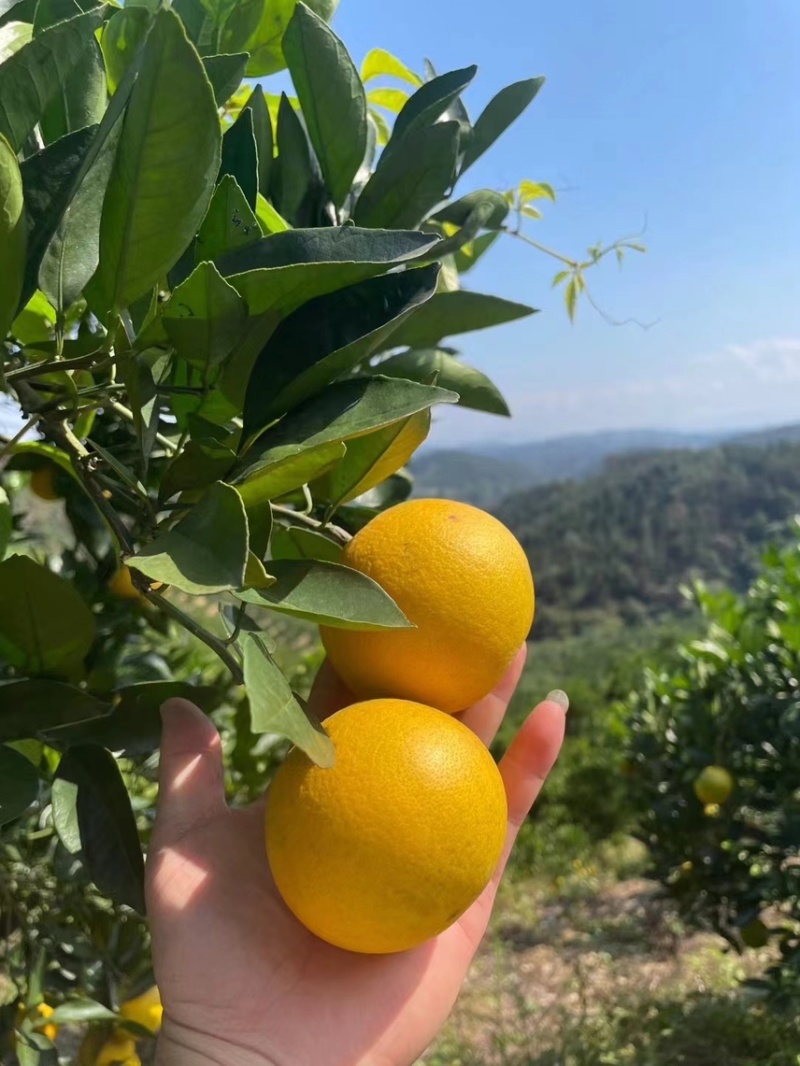 自产自销🍊