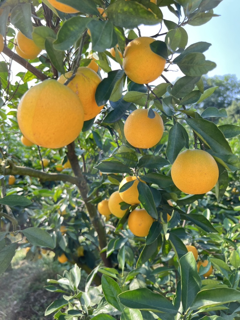 自产自销🍊