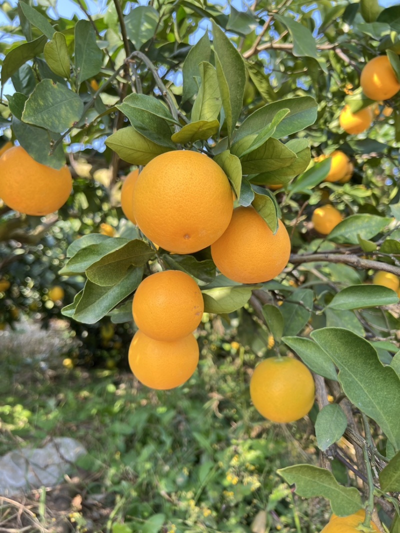 自产自销🍊