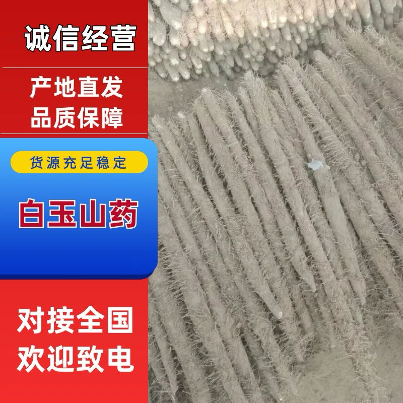河北白玉山药大量有货规格齐全质量保证欢迎各位老板选购