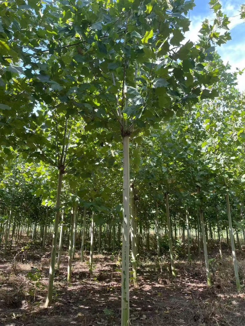 法桐树全国发货大量批发欢迎联系量大价优