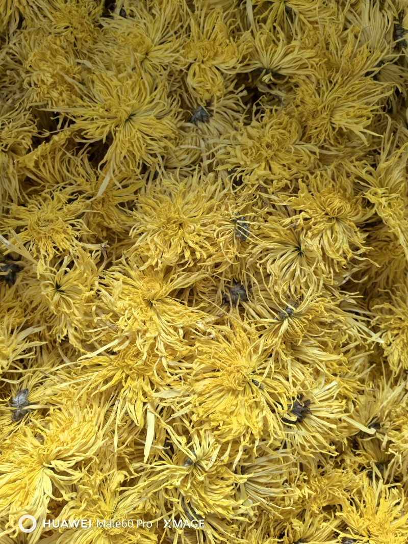 金丝黄