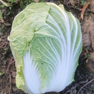 白菜